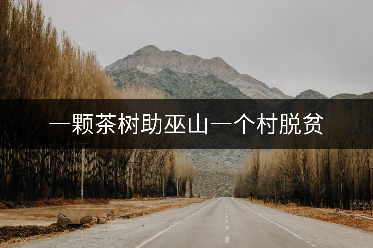 一顆茶樹助巫山一個(gè)村脫貧 一顆茶樹助巫山一個(gè)村脫貧
