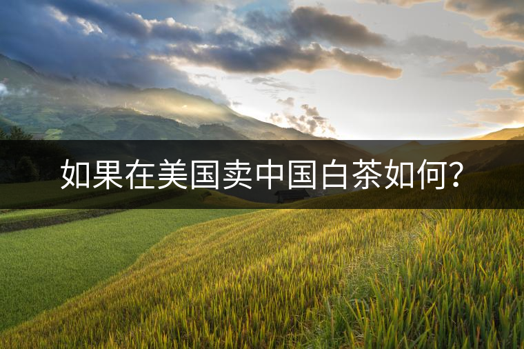 如果在美國賣中國白茶如何？