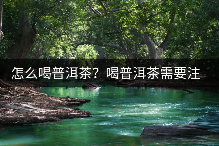 怎么喝普洱茶？喝普洱茶需要注意的要點(diǎn)