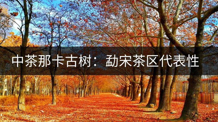 中茶那卡古樹(shù):勐宋茶區(qū)代表性茶品 中茶那卡古樹(shù):勐宋茶區(qū)代表性茶品
