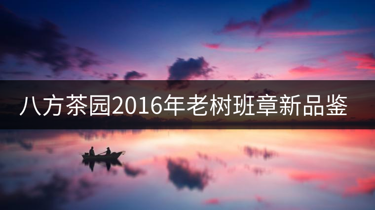八方茶園2016年老樹班章新品鑒賞 八方茶園2016年老樹班章新品鑒賞