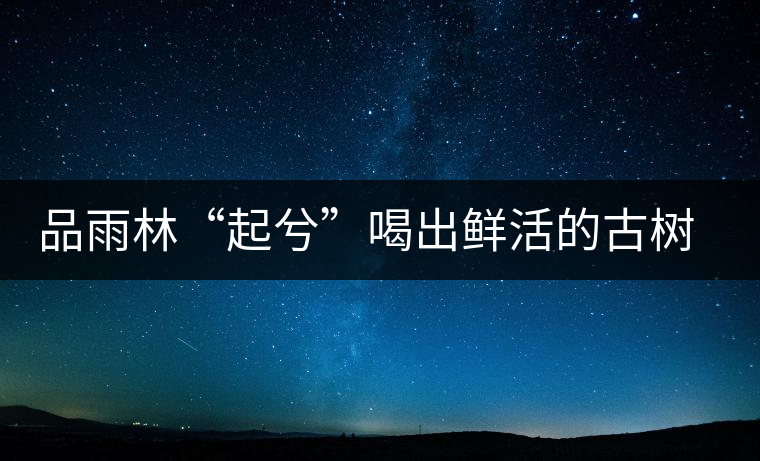 品雨林“起兮”喝出鮮活的古樹茶滋味