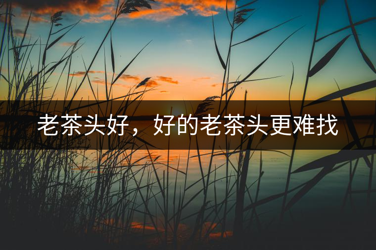 老茶頭好，好的老茶頭更難找