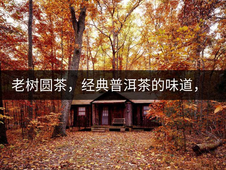 老樹圓茶，經(jīng)典普洱茶的味道，即將上市