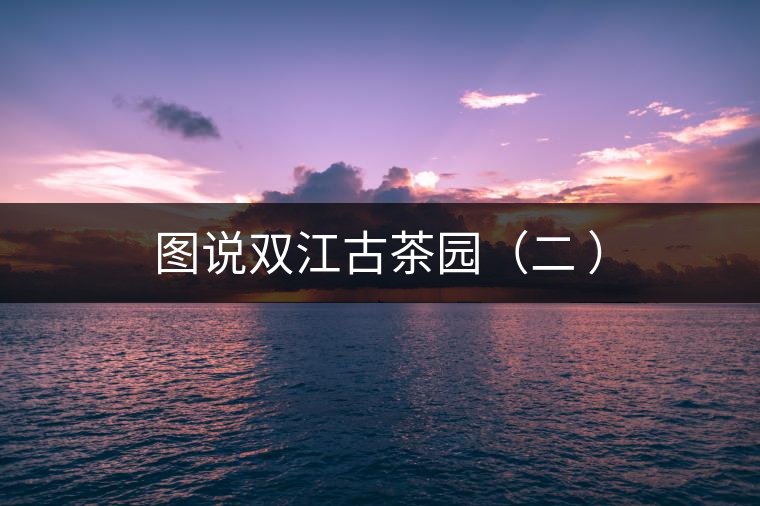 圖說雙江古茶園(二 ) 圖說雙江古茶園(二 )