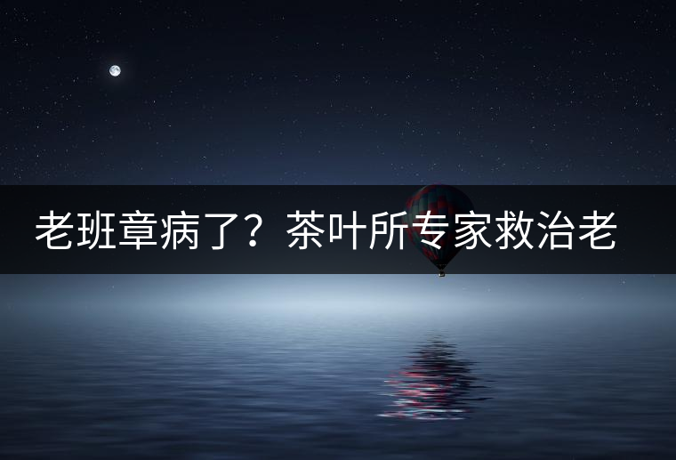 老班章病了？茶葉所專家救治老班章古茶樹