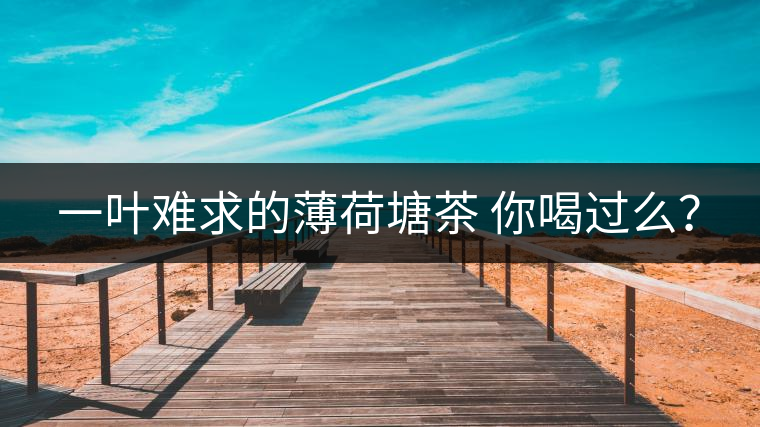 一葉難求的薄荷塘茶 你喝過么？