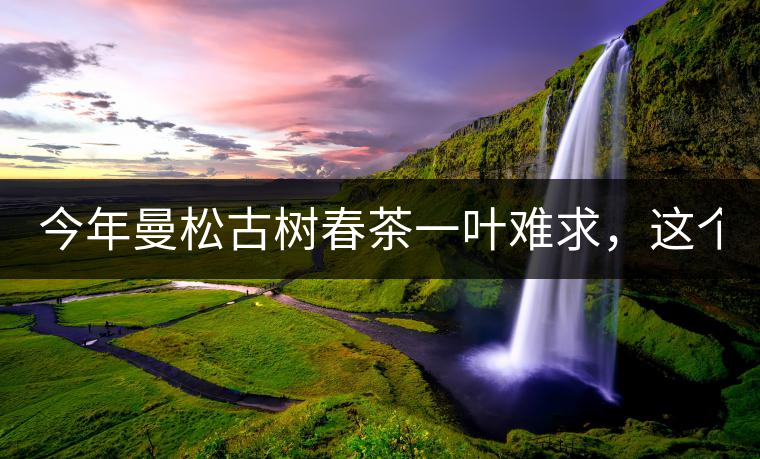 今年曼松古樹春茶一葉難求，這個(gè)鍋真不該茶商背!