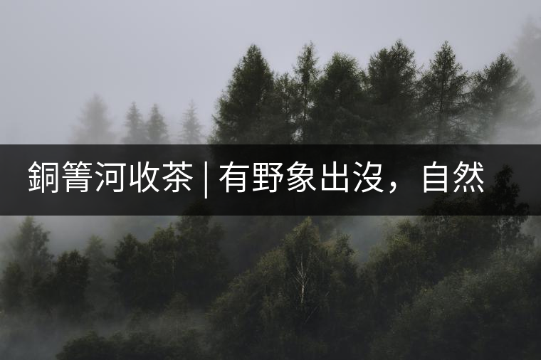 銅箐河收茶 | 有野象出沒,自然是好茶 銅箐河收茶 | 有野象出沒,自然是好茶