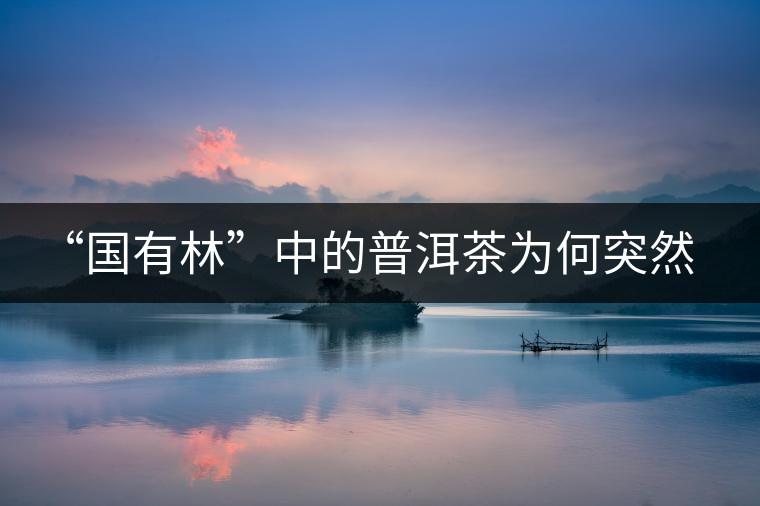 “國(guó)有林”中的普洱茶為何突然受追捧？