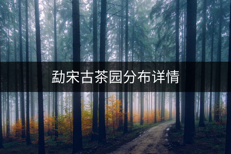 勐宋古茶園分布詳情 勐宋古茶園分布詳情