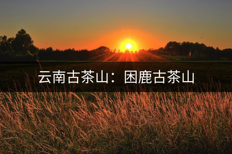 云南古茶山:困鹿古茶山 云南古茶山:困鹿古茶山