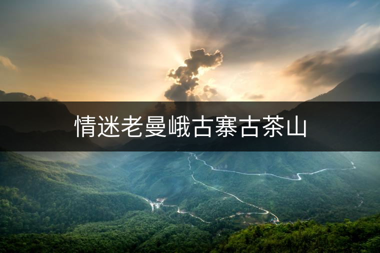 情迷老曼峨古寨古茶山 情迷老曼峨古寨古茶山