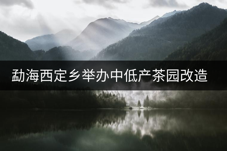 勐海西定鄉(xiāng)舉辦中低產(chǎn)茶園改造培訓(xùn) 勐海西定鄉(xiāng)舉辦中低產(chǎn)茶園改造培訓(xùn)