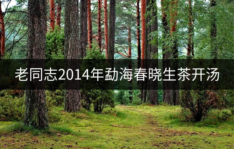 老同志2014年勐海春曉生茶開湯 老同志2014年勐海春曉生茶開湯