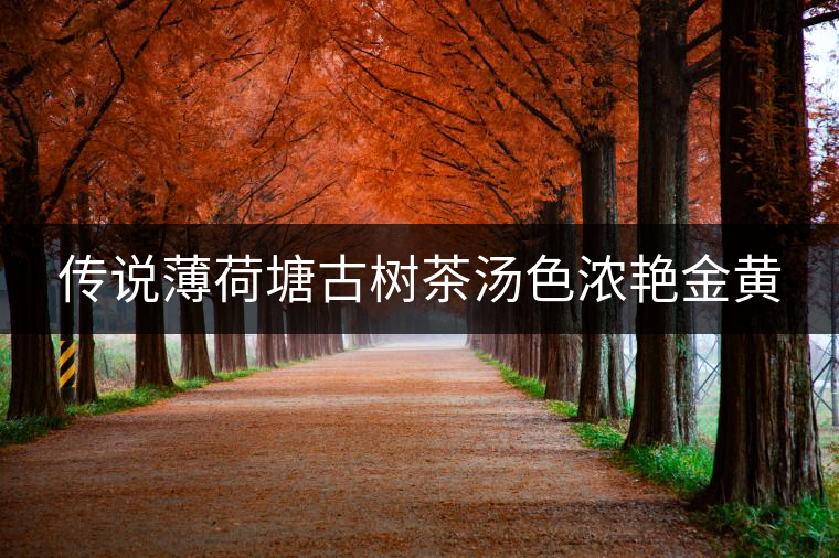 傳說(shuō)薄荷塘古樹(shù)茶湯色濃艷金黃 傳說(shuō)薄荷塘古樹(shù)茶湯色濃艷金黃