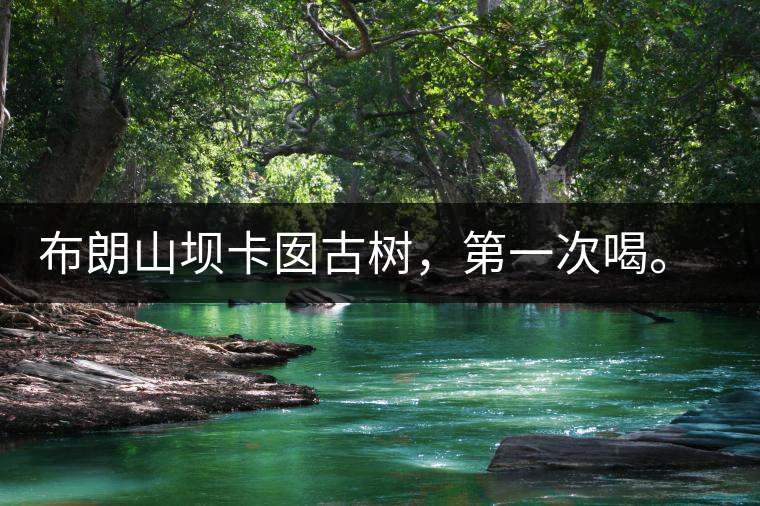 布朗山壩卡囡古樹(shù)，第一次喝。感覺(jué)不錯(cuò)，這茶不苦