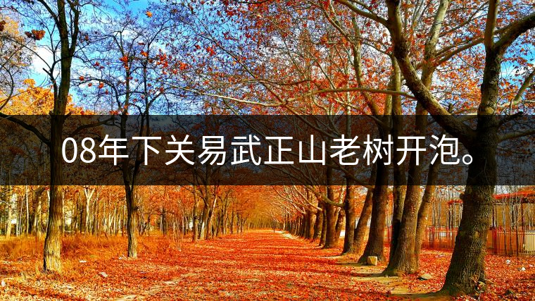 08年下關(guān)易武正山老樹開泡。