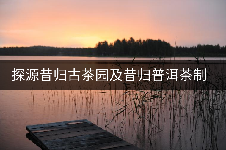 探源昔歸古茶園及昔歸普洱茶制作過程全記錄 探源昔歸古茶園及昔歸普洱茶制作過程全記錄