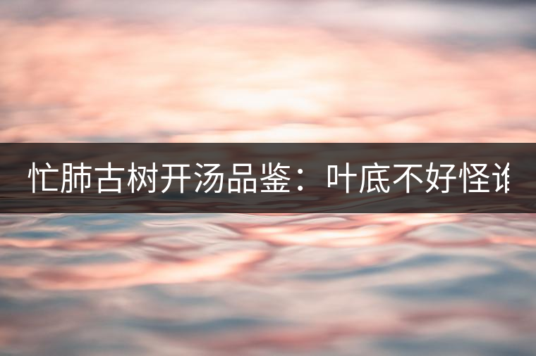 忙肺古樹開湯品鑒：葉底不好怪誰？