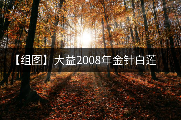 【組圖】大益2008年金針白蓮熟茶開湯 【組圖】大益2008年金針白蓮熟茶開湯