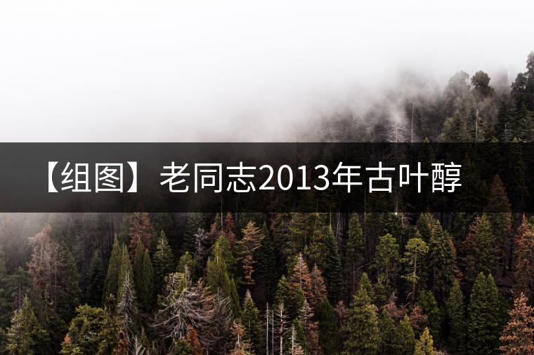 【組圖】老同志2013年古葉醇熟餅開湯 【組圖】老同志2013年古葉醇熟餅開湯
