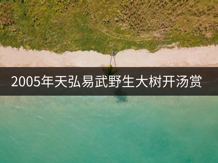 2005年天弘易武野生大樹開湯賞析