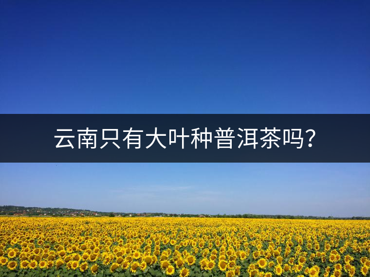 云南只有大葉種普洱茶嗎？