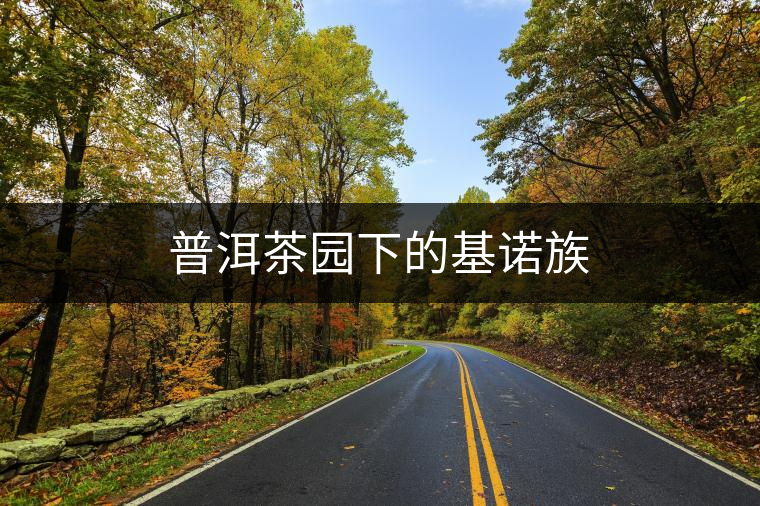 普洱茶園下的基諾族