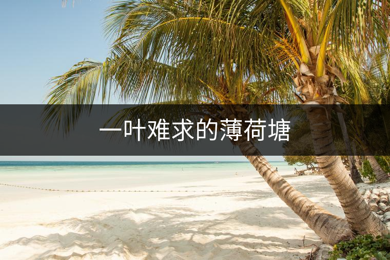 一葉難求的薄荷塘 一葉難求的薄荷塘