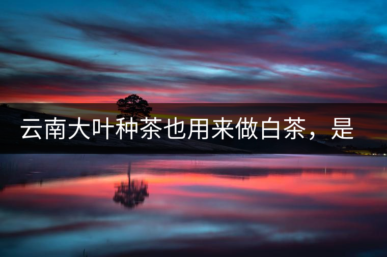 云南大葉種茶也用來做白茶，是真的好喝嗎？