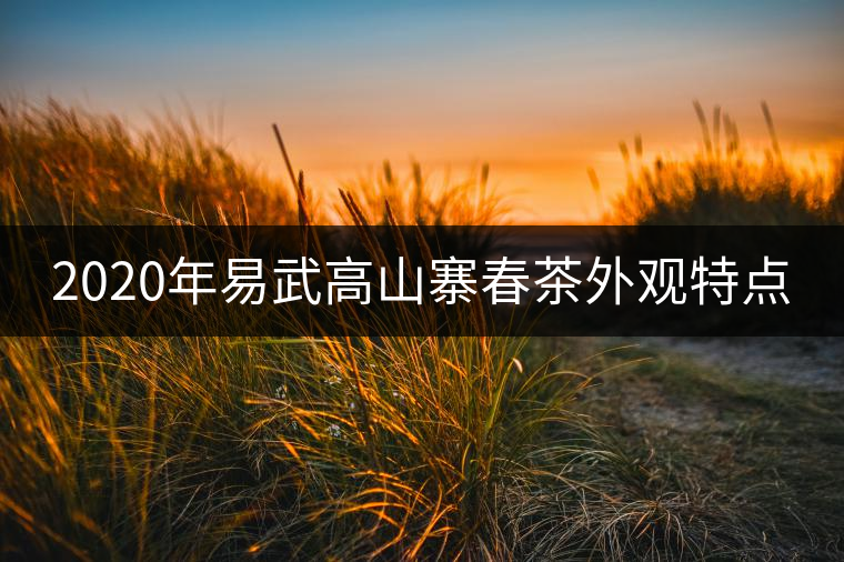 2020年易武高山寨春茶外觀特點 2020年易武高山寨春茶外觀特點