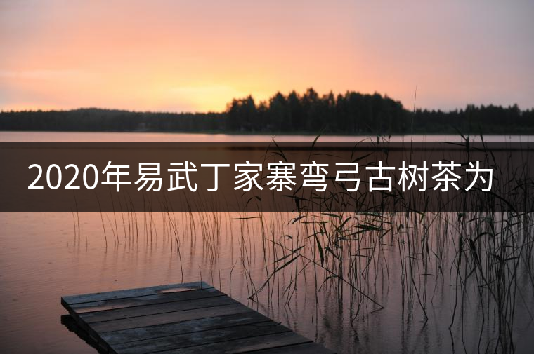 2020年易武丁家寨彎弓古樹(shù)茶為什么這么受追捧！