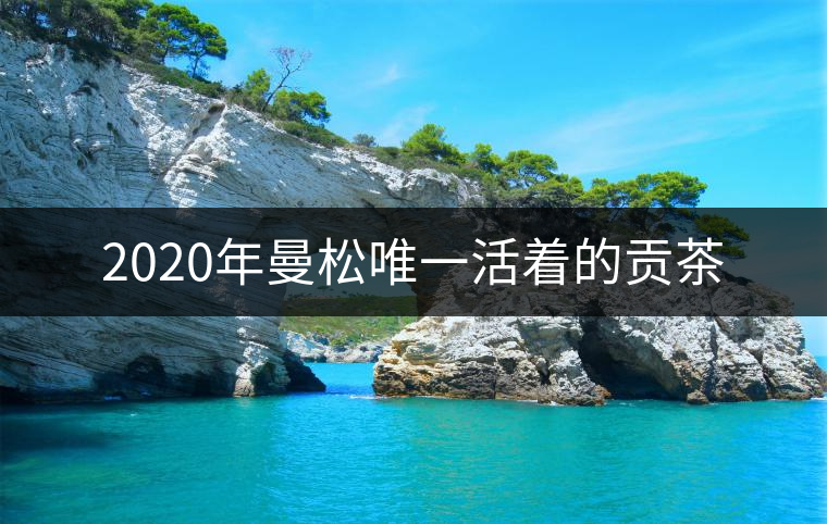2020年曼松唯一活著的貢茶 2020年曼松唯一活著的貢茶