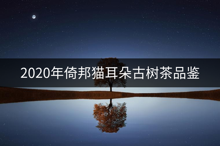 2020年倚邦貓耳朵古樹茶品鑒 2020年倚邦貓耳朵古樹茶品鑒