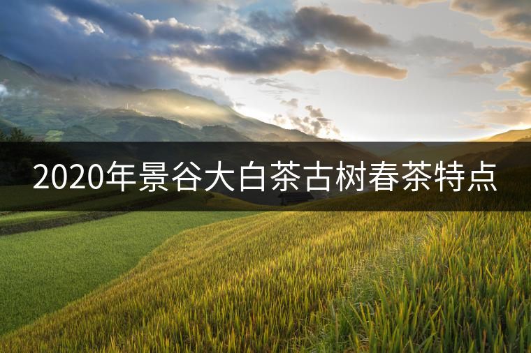 2020年景谷大白茶古樹春茶特點 2020年景谷大白茶古樹春茶特點
