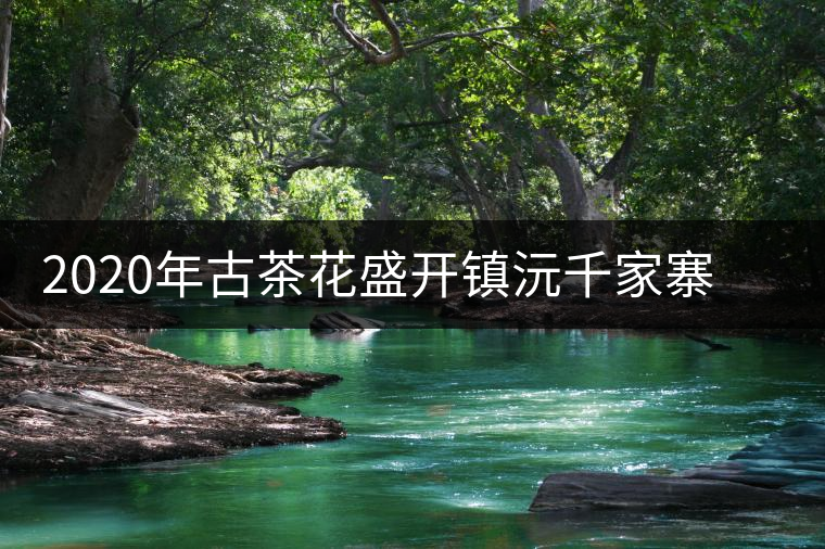 2020年古茶花盛開鎮(zhèn)沅千家寨古樹普洱茶生態(tài)