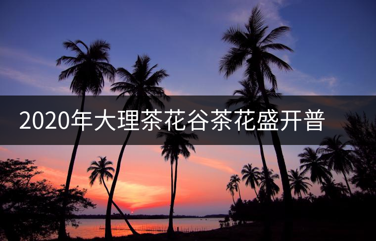 2020年大理茶花谷茶花盛開普洱春茶歡迎大家打卡 2020年大理茶花谷茶花盛開普洱春茶歡迎大家打卡