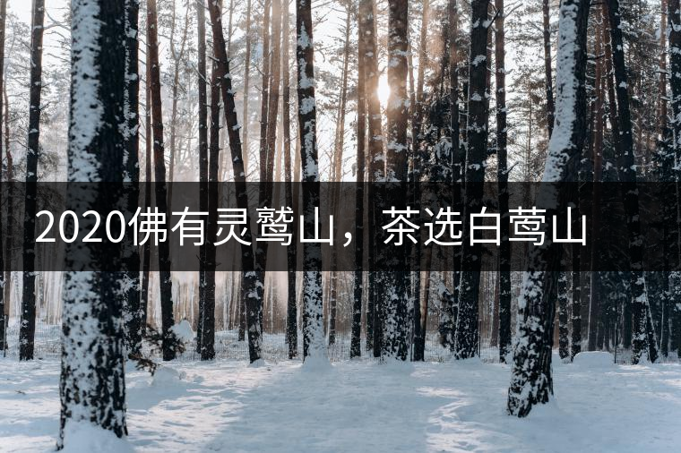 2020佛有靈鷲山，茶選白鶯山——白鶯山二嘎子茶