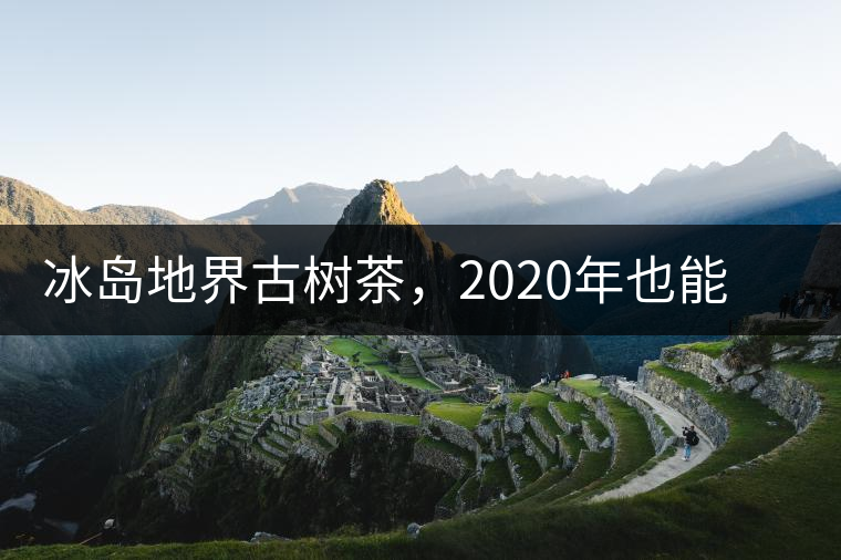 冰島地界古樹(shù)茶，2020年也能便宜喝到的冰島古樹(shù)茶