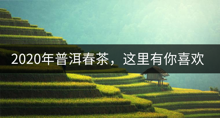 2020年普洱春茶，這里有你喜歡的山頭嗎？