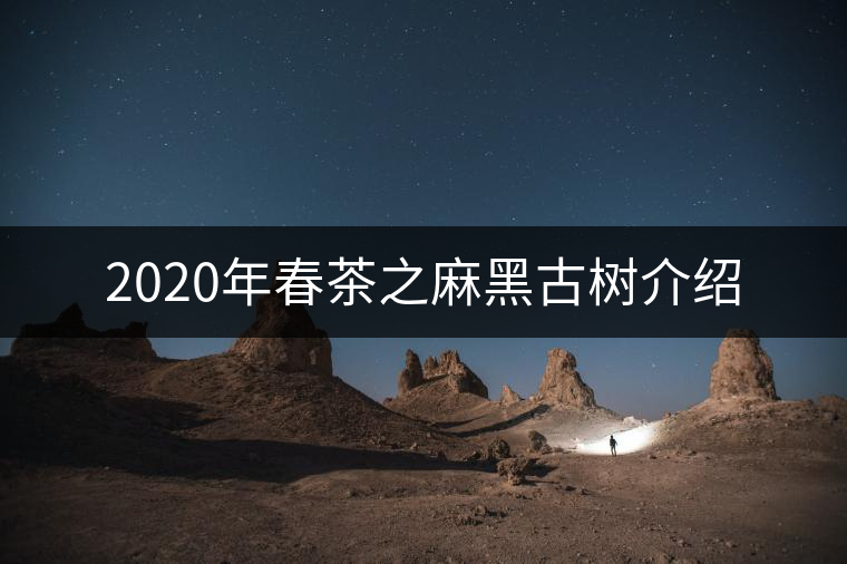 2020年春茶之麻黑古樹(shù)介紹