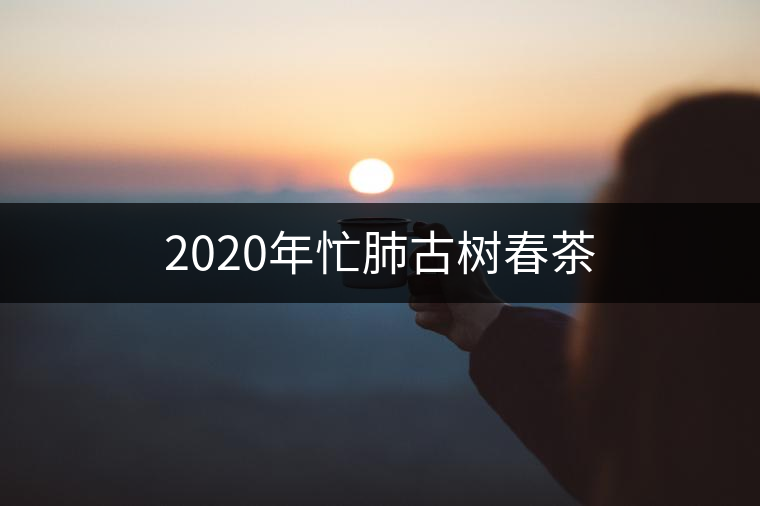 2020年忙肺古樹(shù)春茶 2020年忙肺古樹(shù)春茶