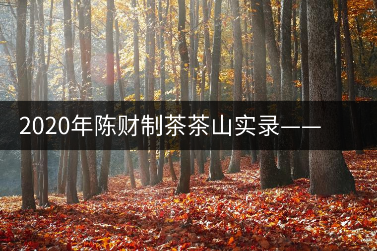 2020年陳財制茶茶山實錄——遺世獨立的高桿古樹