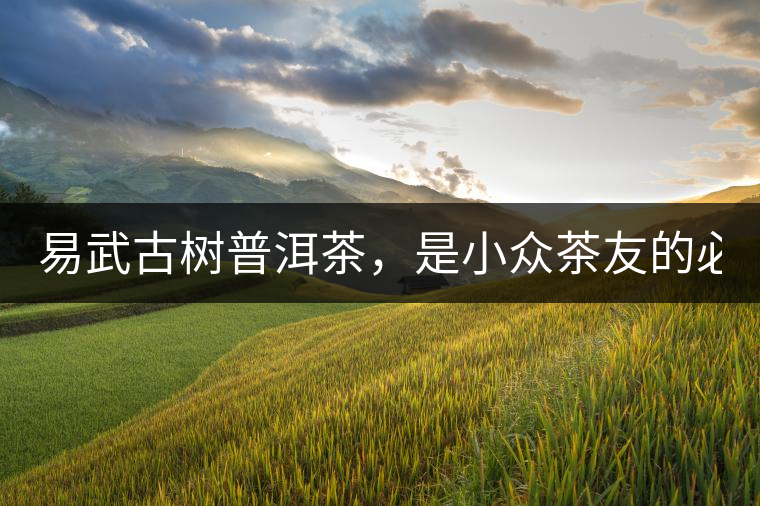 易武古樹普洱茶，是小眾茶友的必選？