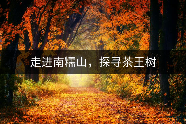 走進南糯山，探尋茶王樹