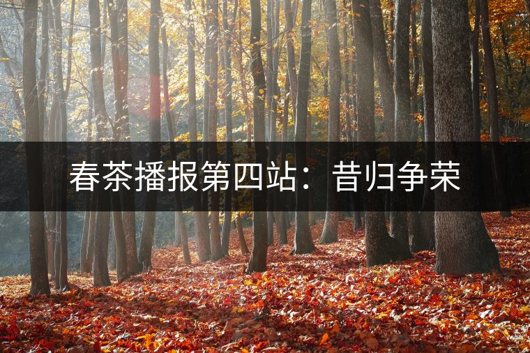 春茶播報(bào)第四站:昔歸爭(zhēng)榮 春茶播報(bào)第四站:昔歸爭(zhēng)榮