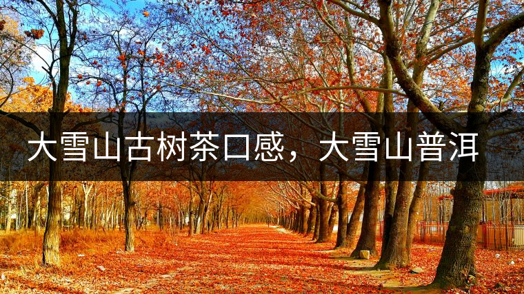 大雪山古樹茶口感，大雪山普洱茶價(jià)格