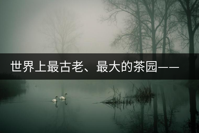 世界上最古老、最大的茶園——芒景