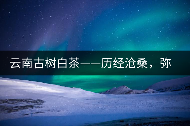 云南古樹白茶——歷經(jīng)滄桑，彌足珍貴